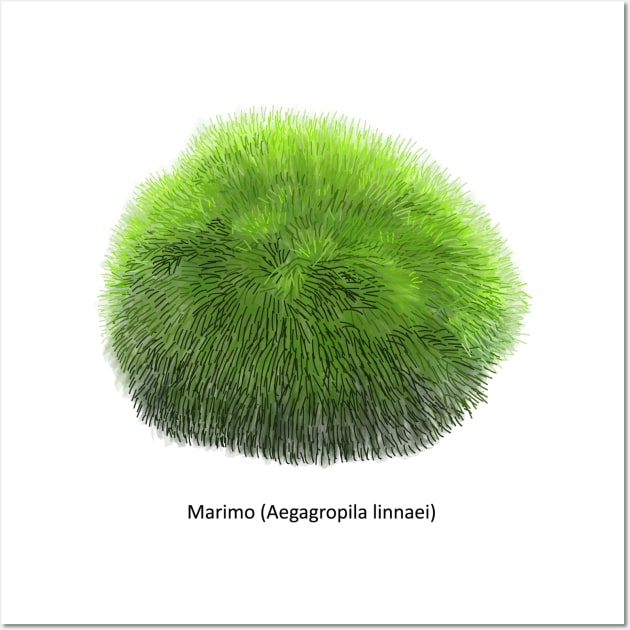 Aegagropila linnaei, known as Marimo or Moss Ball Wall Art by Familyshmot